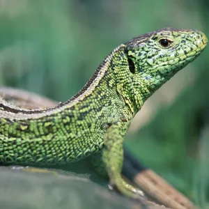 Sand lizard (Lacerta agilis), male