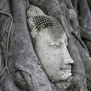 Sandstone Buddha head at the foot of a Bodhi tree in Wat Mahathat