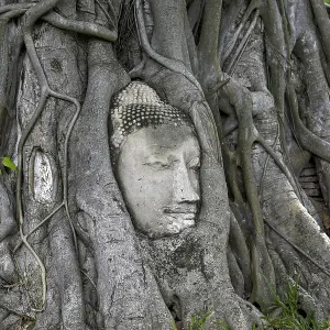 Sandstone Buddha head at the foot of a Bodhi tree in Wat Mahathat