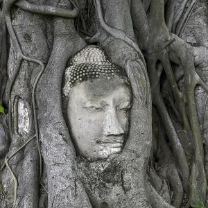 Sandstone Buddha head at the foot of a Bodhi tree in Wat Mahathat