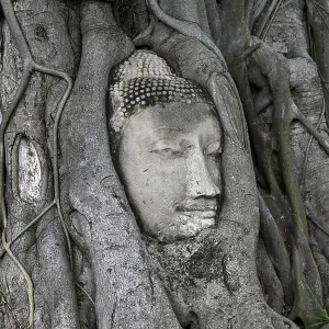 Sandstone Buddha head at the foot of a Bodhi tree in Wat Mahathat