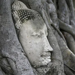 Sandstone Buddha head at the foot of a Bodhi tree in Wat Mahathat