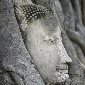 Sandstone Buddha head at the foot of a Bodhi tree in Wat Mahathat Sandstone Buddha head at the foot of a Bodhi tree in Wat Mahathat