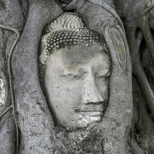 Sandstone Buddha head at the foot of a Bodhi tree in Wat Mahathat