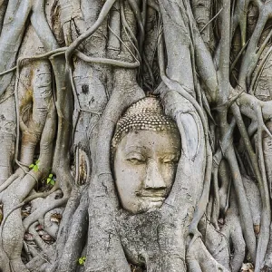 Sandstone head of a Buddha statue