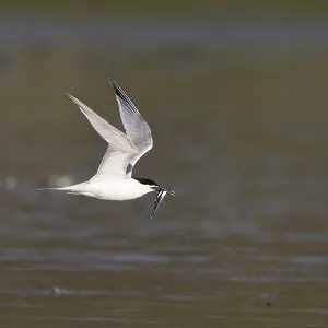 Sandwich tern (Thalasseus sandvicensis) with fish