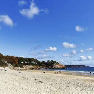 Sandy beach beach, Cumulus, strollers with dogs in autumn Sandy beach beach, Cumulus, strollers with dogs in autumn