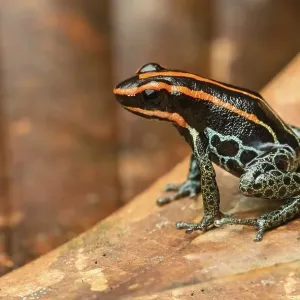 Sanguine poison frog or Zaparo's poison frog (Allobates zaparo)