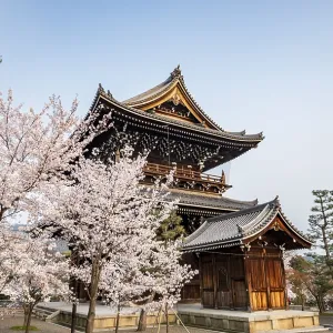 Sanmon Gate and blooming cherry trees Sanmon Gate and blooming cherry trees