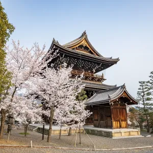 Sanmon Gate and blooming cherry trees Sanmon Gate and blooming cherry trees