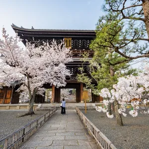 Sanmon Gate and blooming cherry trees Sanmon Gate and blooming cherry trees