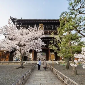 Sanmon Gate and blooming cherry trees Sanmon Gate and blooming cherry trees