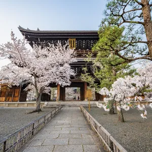 Sanmon Gate and blooming cherry trees Sanmon Gate and blooming cherry trees