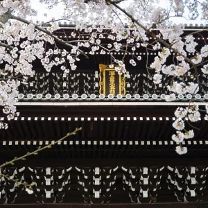 Detail of Sanmon Gate and blooming cherry trees Detail of Sanmon Gate and blooming cherry trees