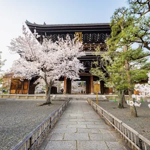 Sanmon Gate and blooming cherry trees Sanmon Gate and blooming cherry trees
