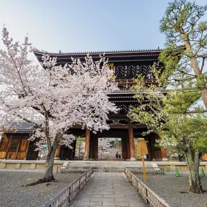 Sanmon Gate and blooming cherry trees Sanmon Gate and blooming cherry trees