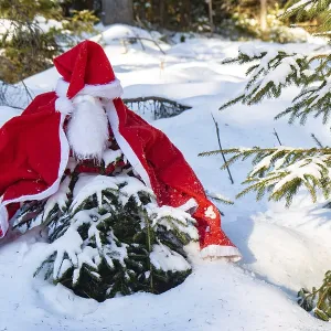 The Santa Claus costume with beards hangs on the spruce in the winter forest The Santa Claus costume with beards hangs on the spruce in the winter forest
