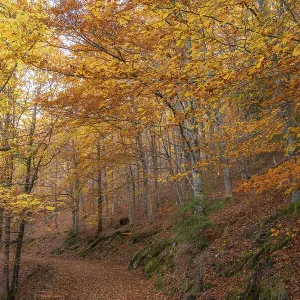 Sao Lourenco Woods in Autumn. Orange