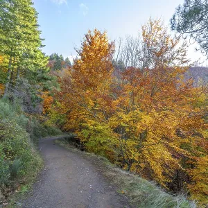 Sao Lourenco Woods in Autumn. Yellow
