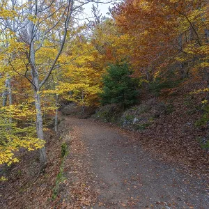 Sao Lourenco Woods in Autumn. Yellow