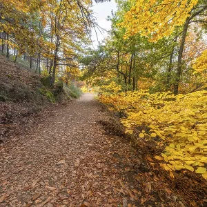 Sao Lourenco Woods in Autumn. Yellow
