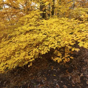 Sao Lourenco Woods in Autumn. Yellow Beech Trees