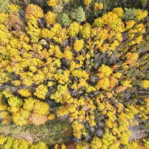 Sao Lourenco Woods in Autumn. Yellow Beech Trees