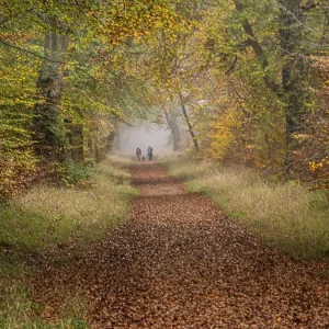 Savernake Forest in Autumn Savernake Forest in Autumn