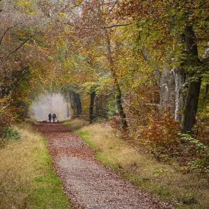 Savernake Forest in Autumn Savernake Forest in Autumn