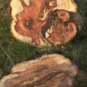 Sawn plum tree trunk, Waterlooville