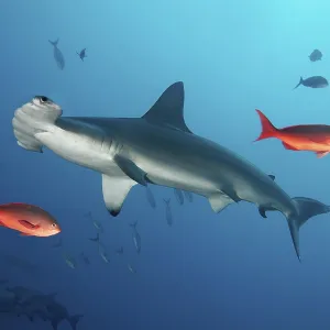 Scalloped hammerhead, also bronze Scalloped hammerhead, also bronze