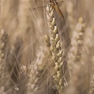 Scarlet Dragonfly (Crocothemis erythraea) in a wheat field