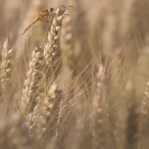 Scarlet Dragonfly (Crocothemis erythraea) in a wheat field