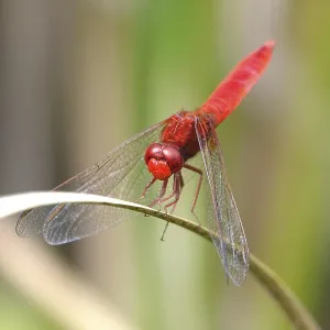 Scarlet Dragonfly, summer, Germany Scarlet Dragonfly, summer, Germany