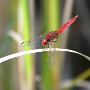 Scarlet Dragonfly, summer, Germany Scarlet Dragonfly, summer, Germany