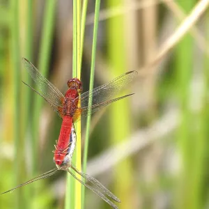 Scarlet Dragonfly, summer, Germany Scarlet Dragonfly, summer, Germany