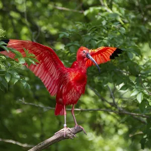 Scarlet Ibis (Eudocimus ruber)