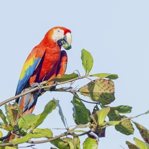 Scarlet Macaw (Ara macao) eating nut