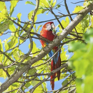 Scarlet Macaw (Ara macao) eating nut
