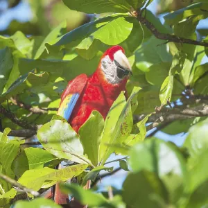 Scarlet Macaw (Ara macao) perching on a tree