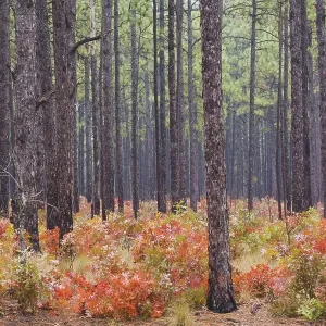 Scarlet Oak (Quercus coccinea) and Longleaf Pine (Pinus palustris)