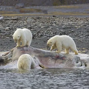 Three scavenging Polar bears (Ursus maritimus) feeding on carcass of stranded dead sperm whale along the Svalbard coast