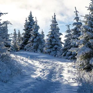 Scenic trail through a snowy coniferous forest in atmospheric light
