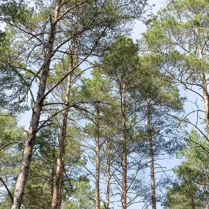 Vue pittoresque de très grands et très hauts pins dans la forêt lorsqu'on regarde vers le haut. Vue pittoresque de très grands et très hauts pins dans la forêt lorsqu'on regarde vers le haut.