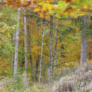 Scenic view of a forest with colorful autumn leaves