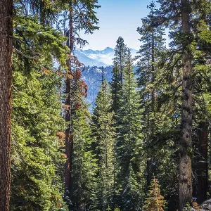 Scenic view of the nature at Tuolumne Grove Trailhead in Yosemite National Park