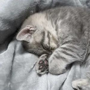 Schlaf Katze, perfekter Traum. Tierkind schlief ein Schlaf Katze, perfekter Traum. Tierkind schlief ein