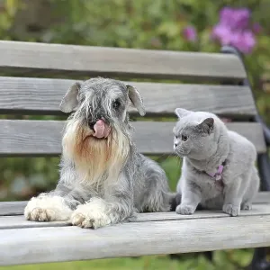 Schnauzer with Carthusian cat