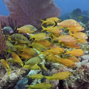School of bright yellow fish, French grunts (Haemulon flavolineatum)