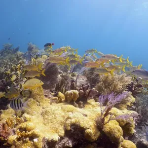 School of fish over star coral (Montastraea cavernosa)